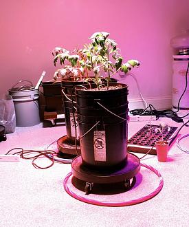 Click image for larger version

Name:	Hydroponic.jpg
Views:	397
Size:	109.6 KB
ID:	1981